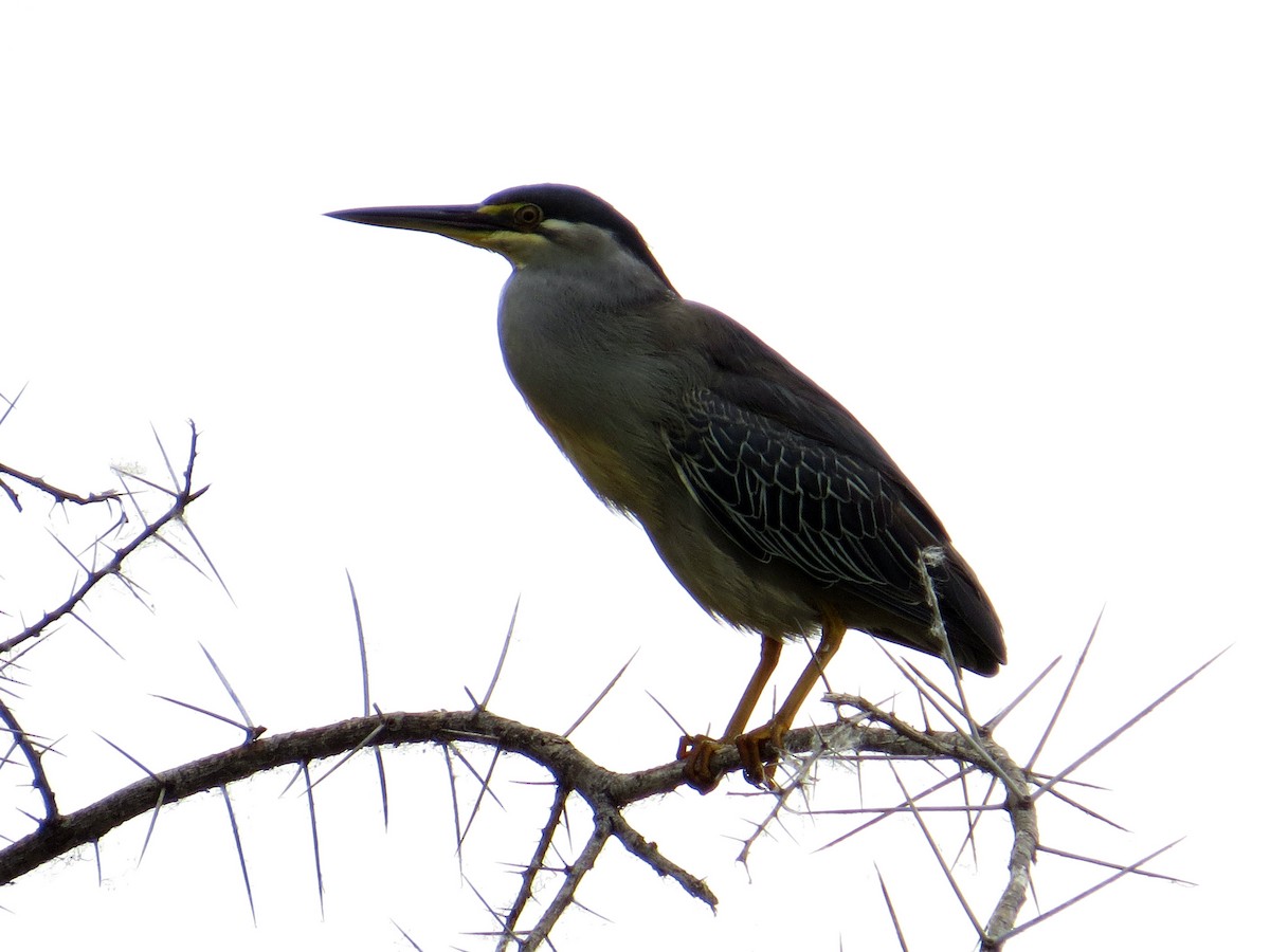 Striated Heron - ML617956703