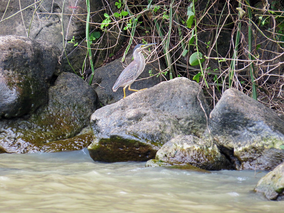 Striated Heron - ML617956704