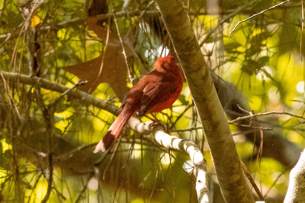 Summer Tanager - Leonam Torre