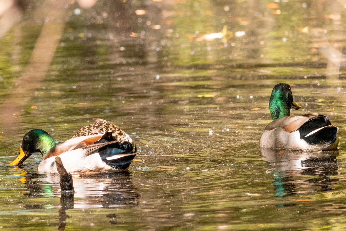 Mallard - Leonam Torre