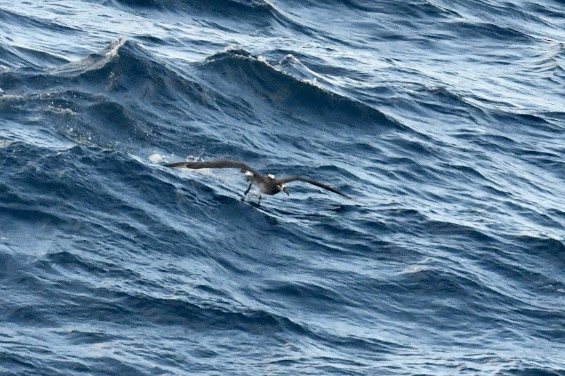 Black-footed Albatross - Diane Nastase