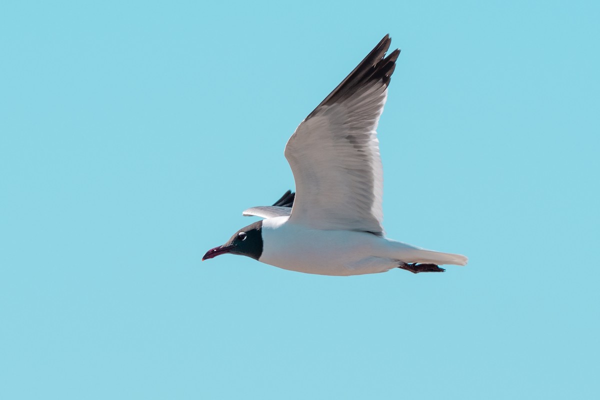 Laughing Gull - Leonam Torre