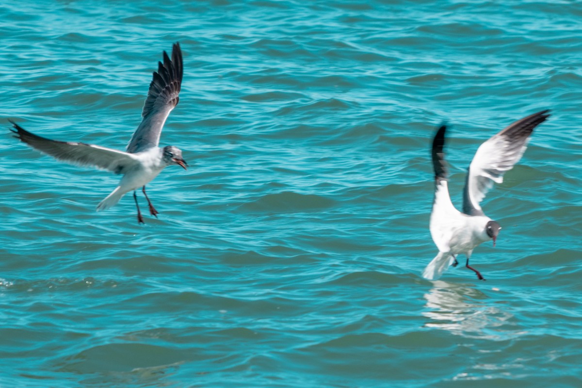 Laughing Gull - Leonam Torre