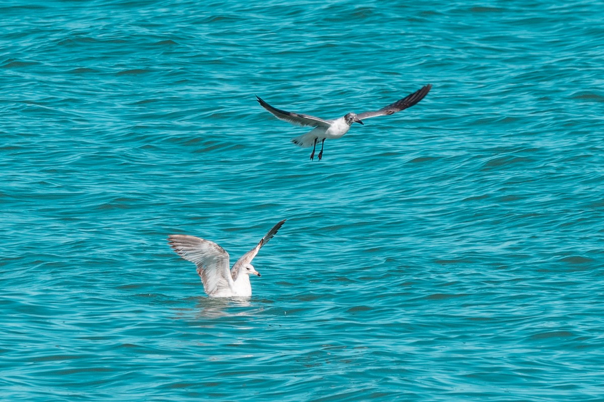 Laughing Gull - Leonam Torre