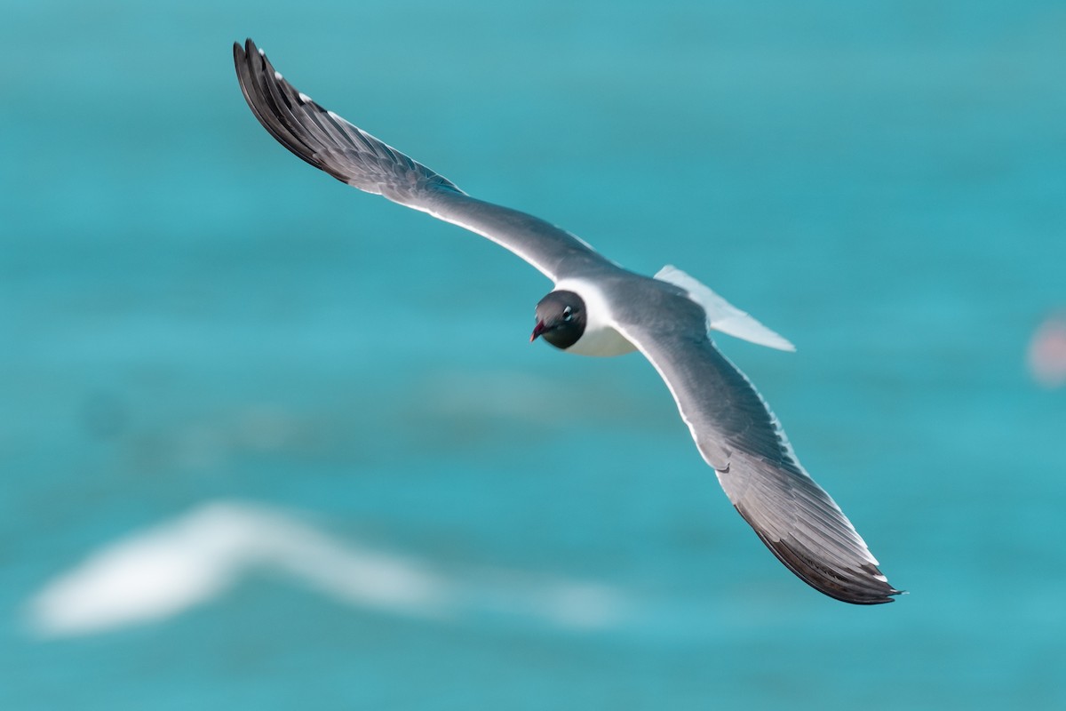 Laughing Gull - Leonam Torre