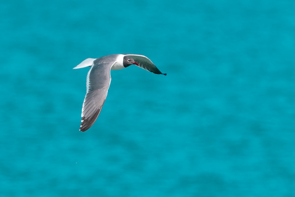 Laughing Gull - Leonam Torre