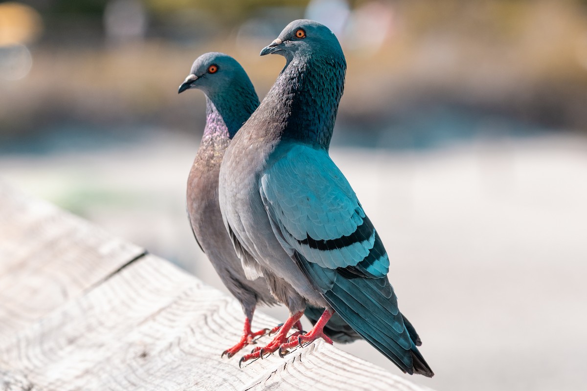 Rock Pigeon (Feral Pigeon) - Leonam Torre