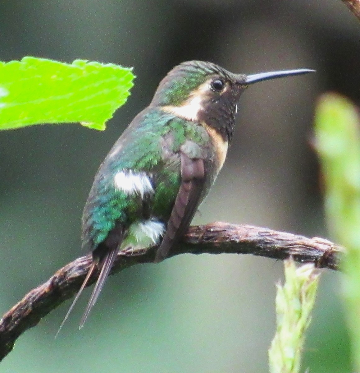 Colibrí Abejorro - ML617956808