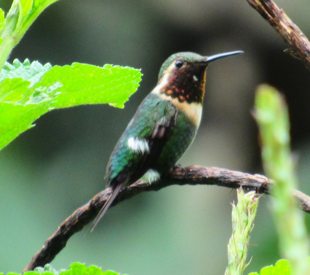 Colibrí Abejorro - ML617956810