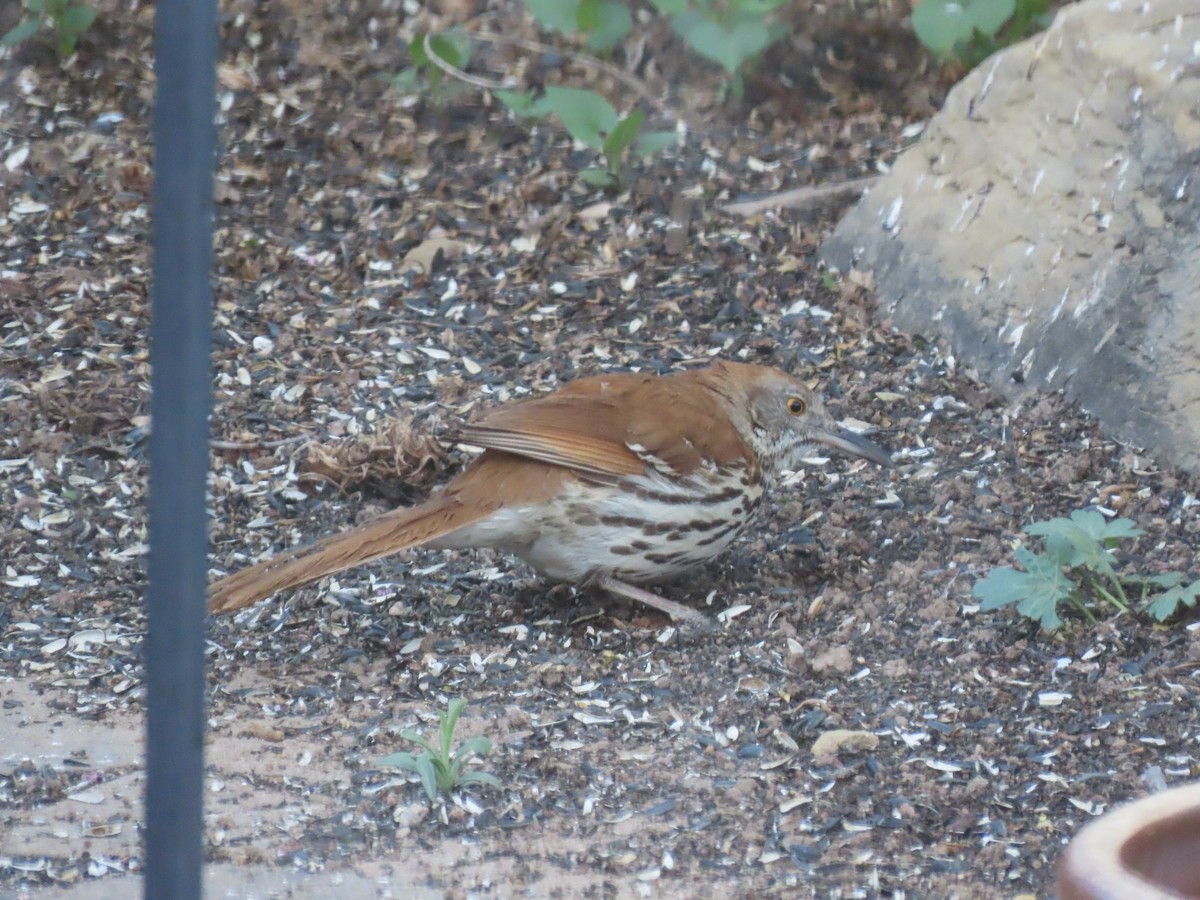 Brown Thrasher - ML617956820