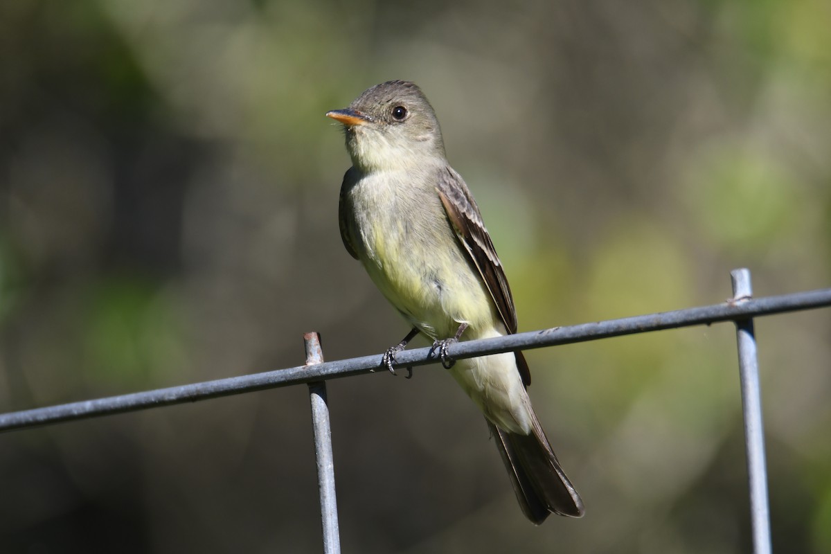 Eastern Wood-Pewee - ML617956841