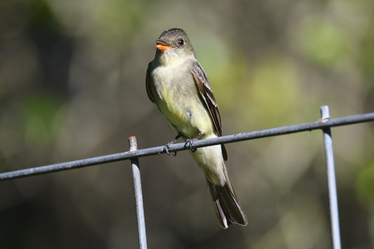 Eastern Wood-Pewee - ML617956842