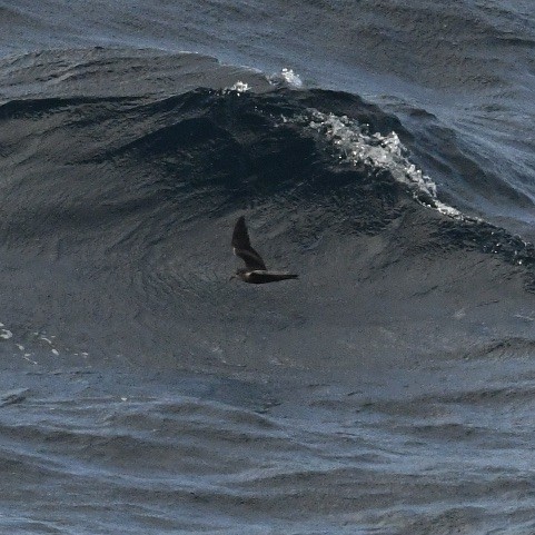 Tristram's Storm-Petrel - ML617956904