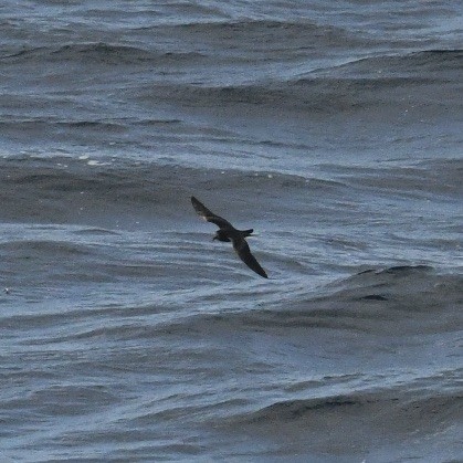 褐翅叉尾海燕 - ML617956907