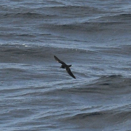 Tristram's Storm-Petrel - Diane Nastase