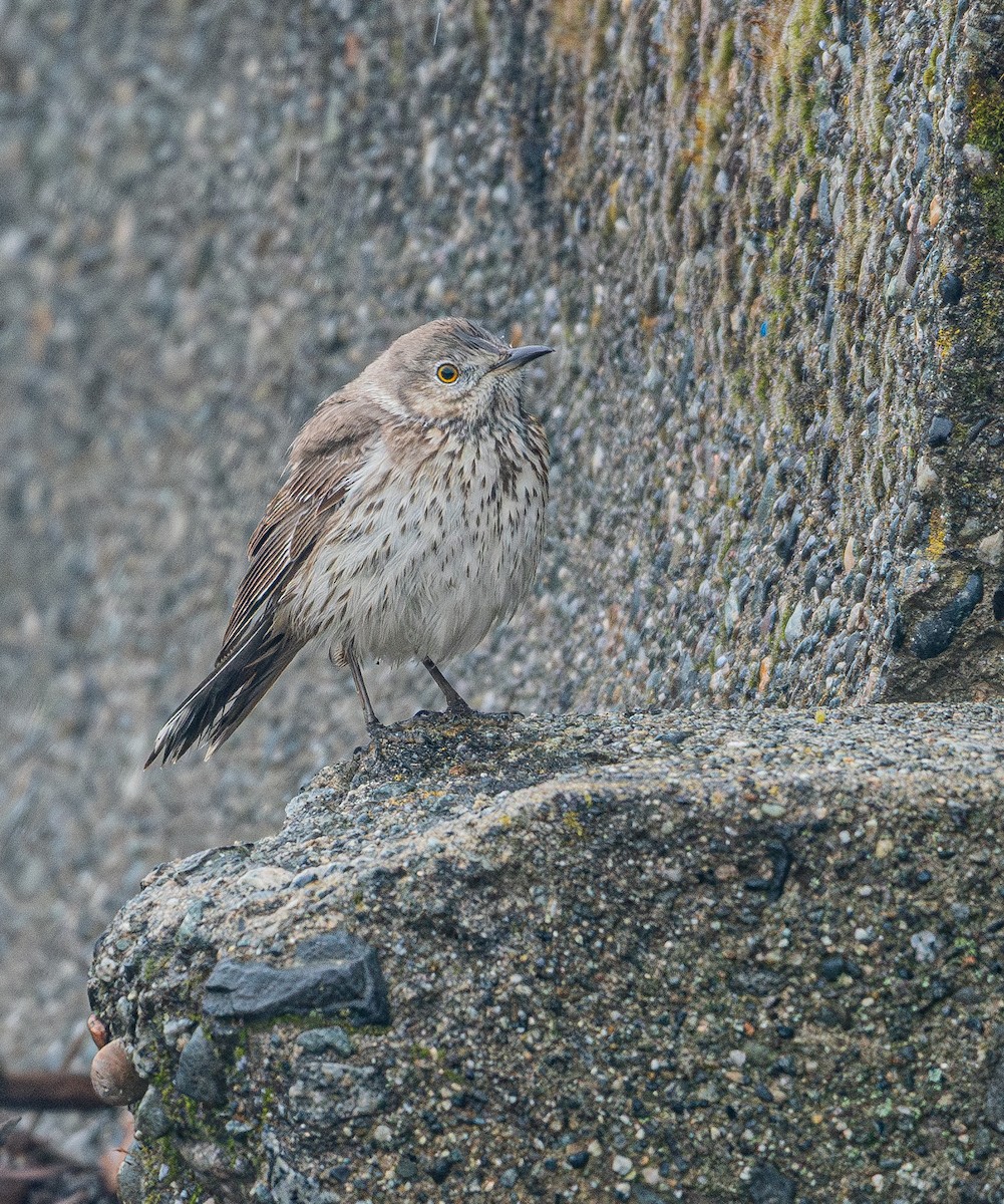 Sage Thrasher - ML617956973