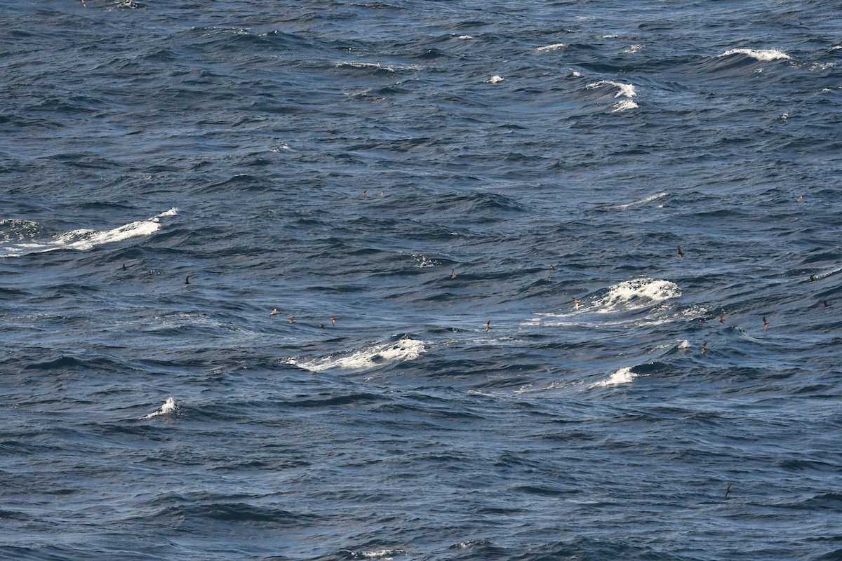 storm-petrel sp. - ML617956975