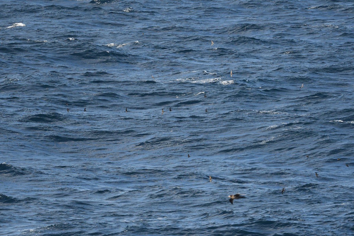 storm-petrel sp. - ML617956995