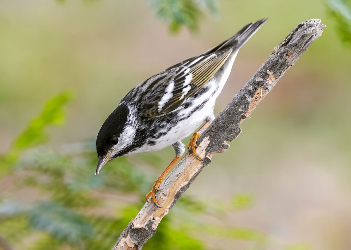 Blackpoll Warbler - Jason Garcia