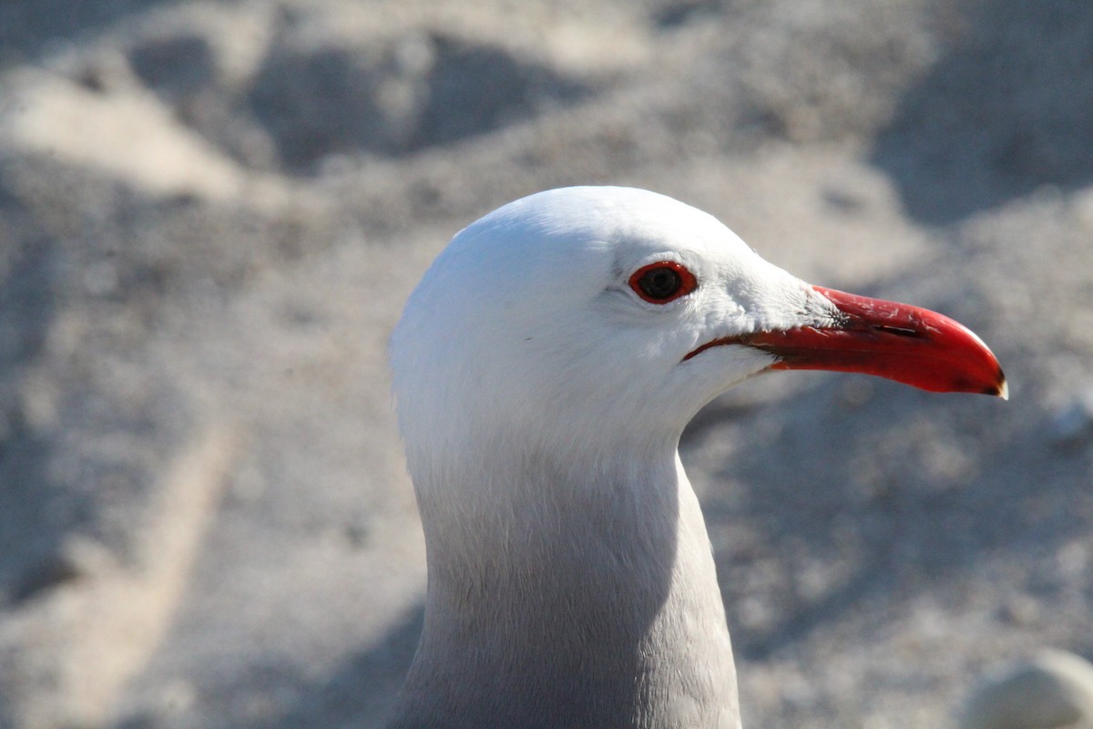 Heermann's Gull - ML617957045