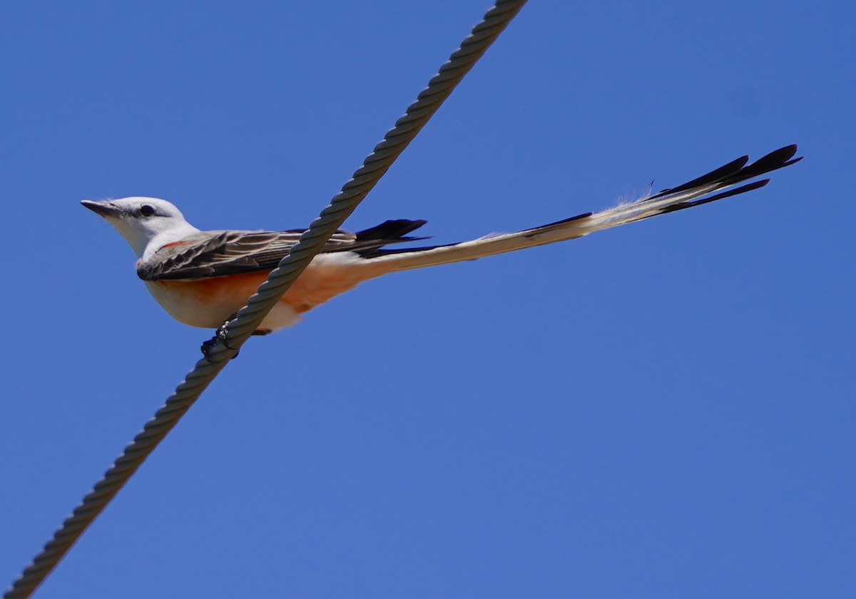 Scissor-tailed Flycatcher - Bob Toleno