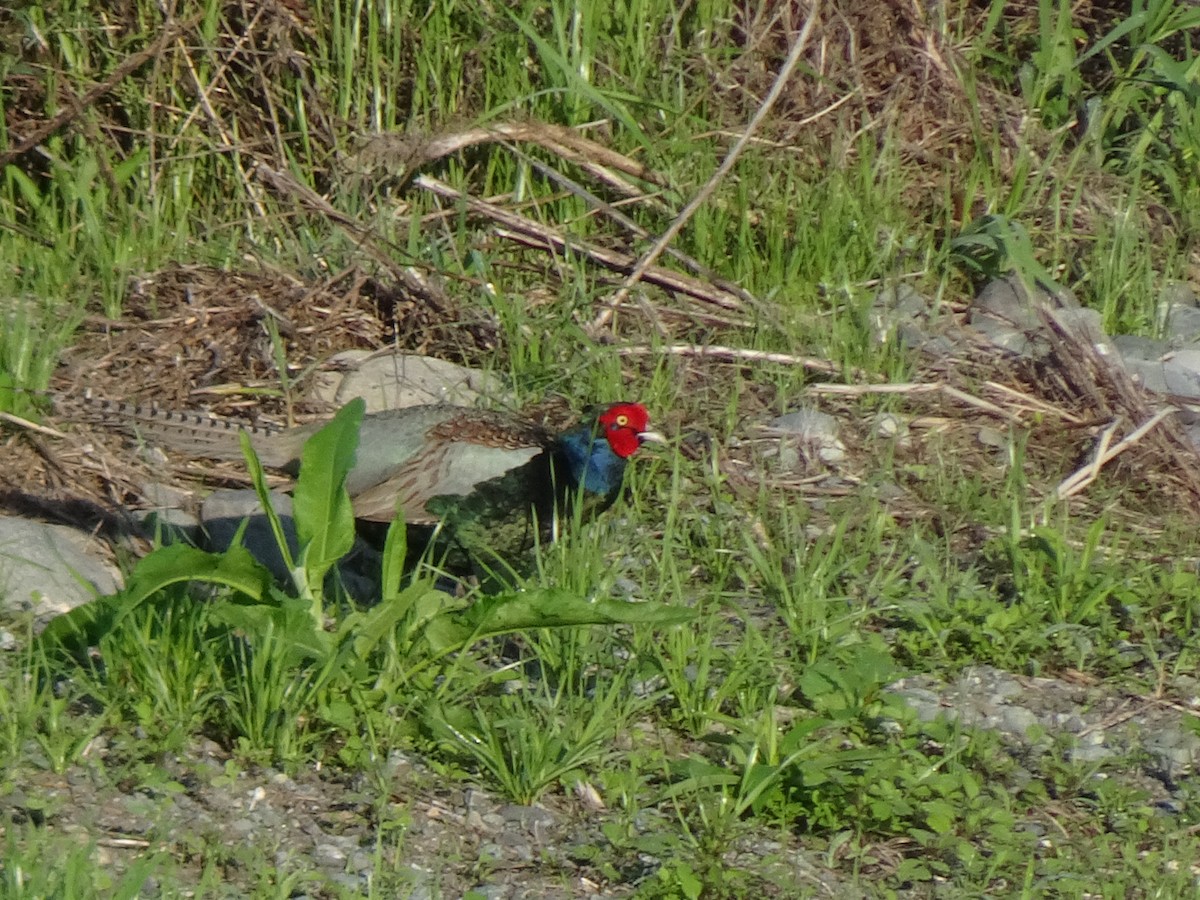 Green Pheasant - ML617957059