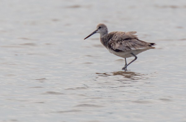 vodouš břehoušovitý (ssp. semipalmata) - ML617957073