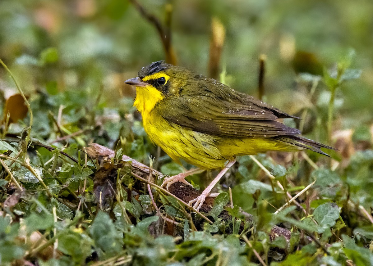 Kentucky Warbler - Jason Garcia