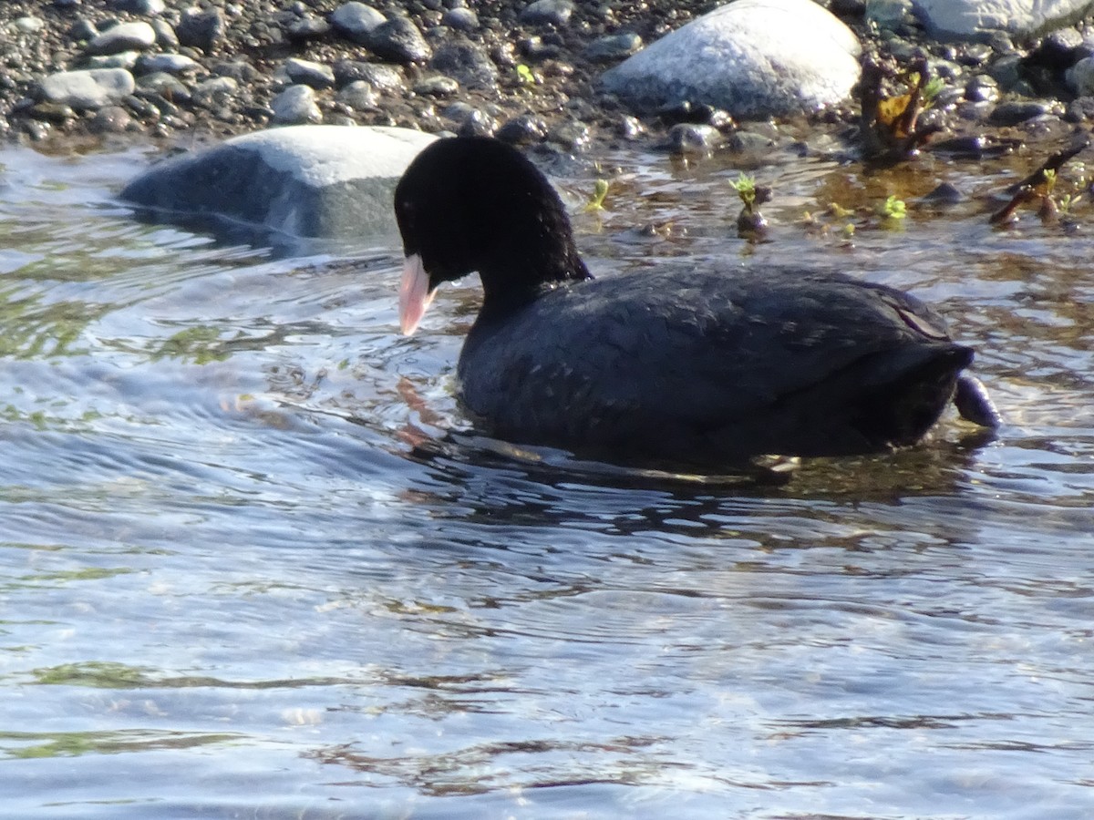 Eurasian Coot - ML617957083