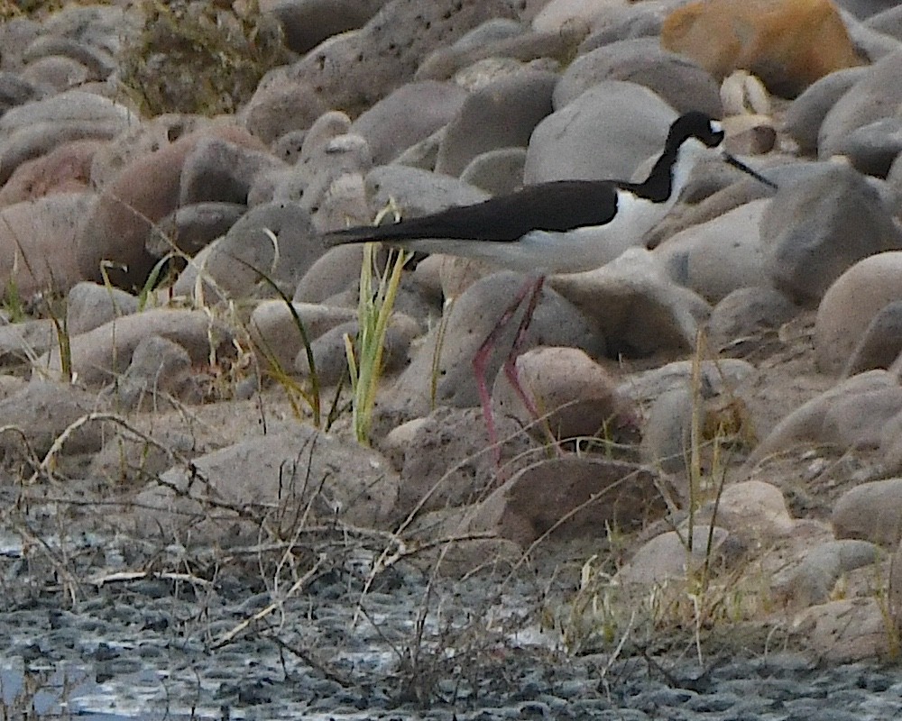 Black-necked Stilt - ML617957096