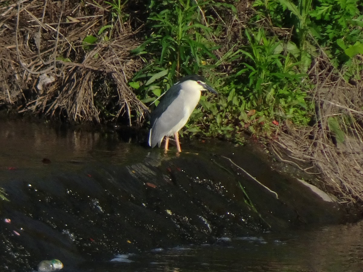 Black-crowned Night Heron - ML617957107