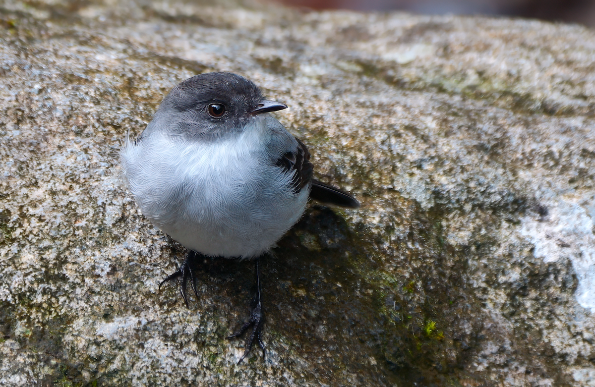 Torrent Tyrannulet - ML617957151