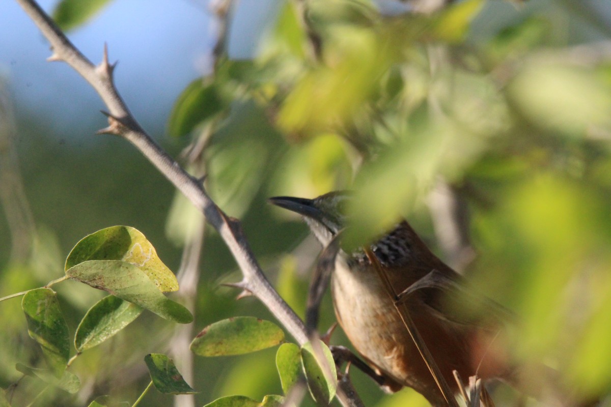 Happy Wren - ML617957168