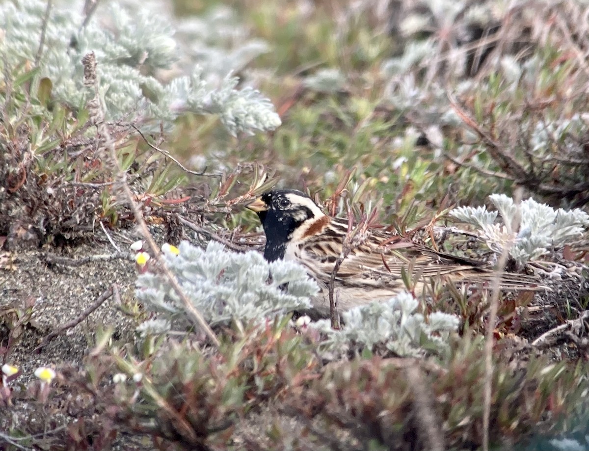 Lapland Longspur - ML617957173