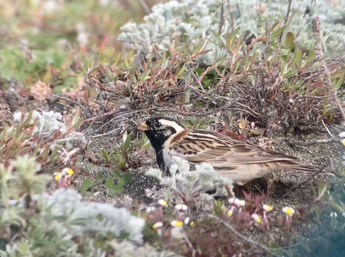 Lapland Longspur - ML617957174