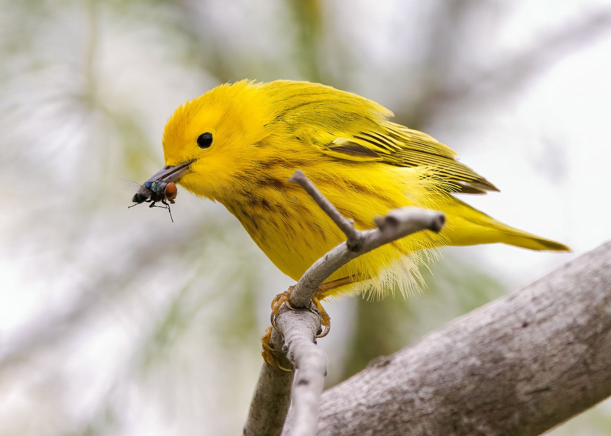 Yellow Warbler - Jason Garcia