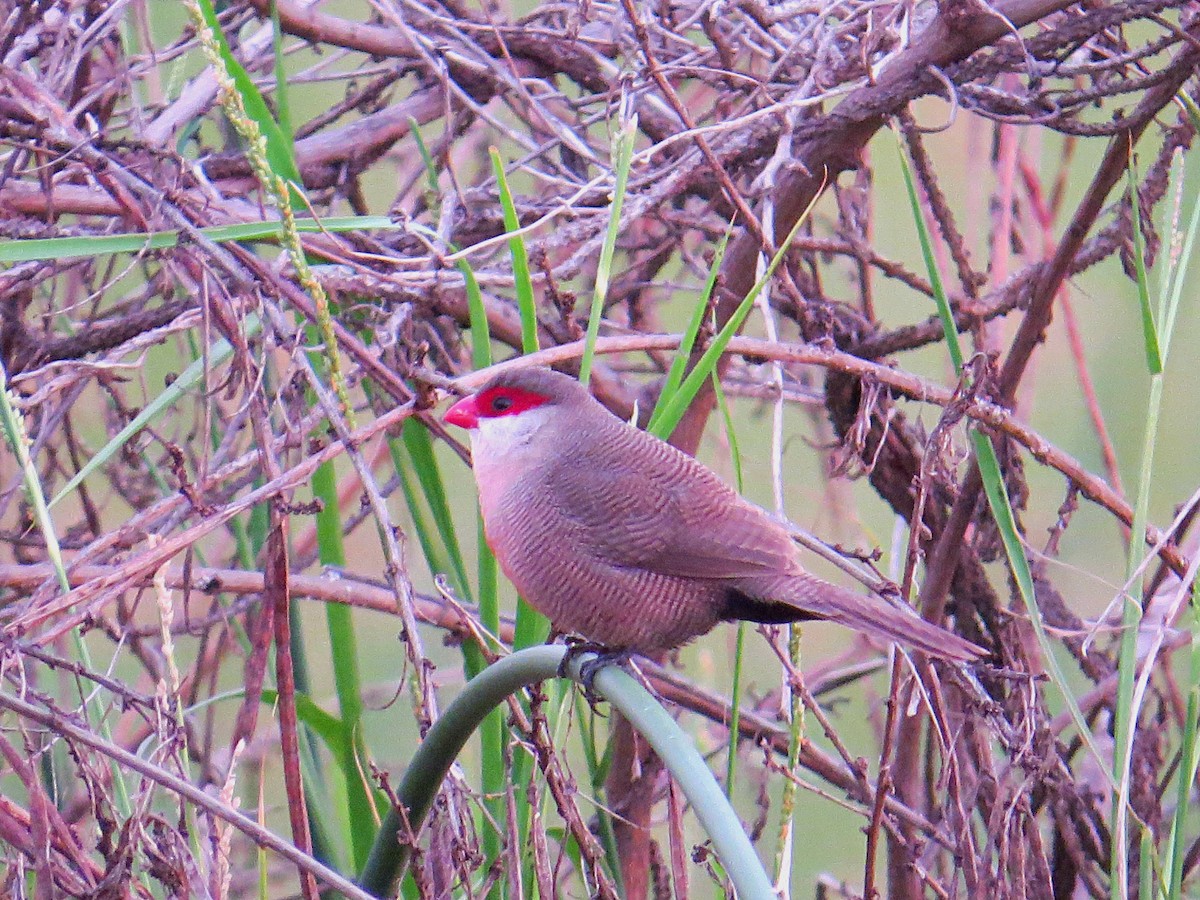 Common Waxbill - Andrew Cauldwell