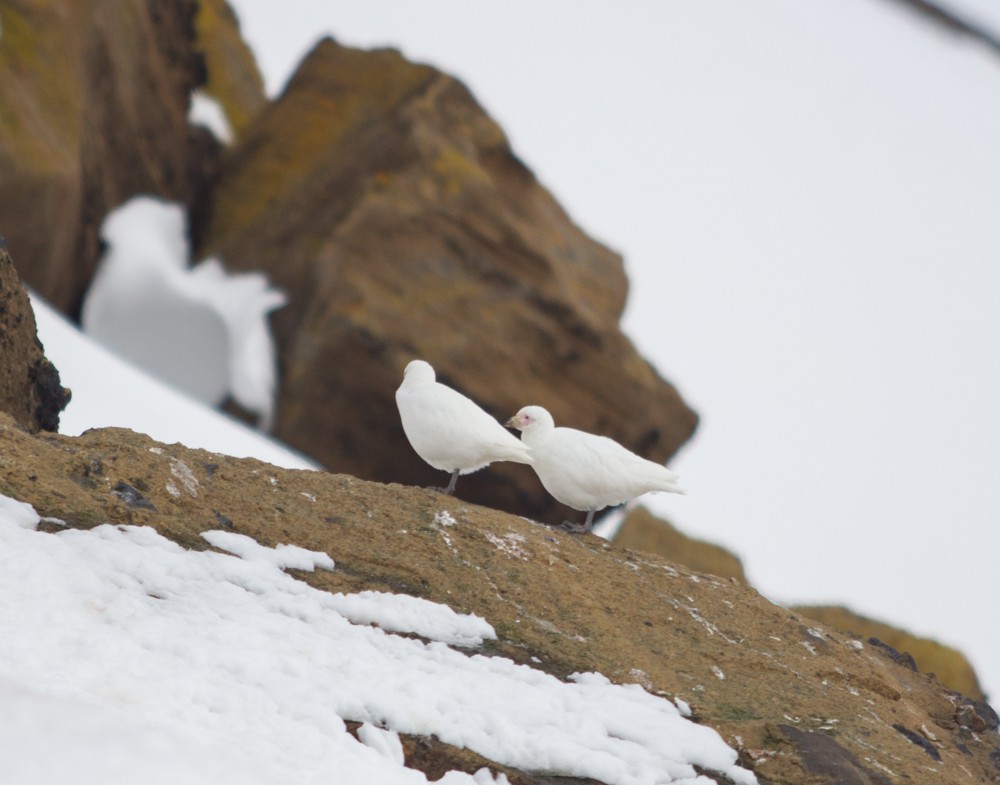 Snowy Sheathbill - ML617957236