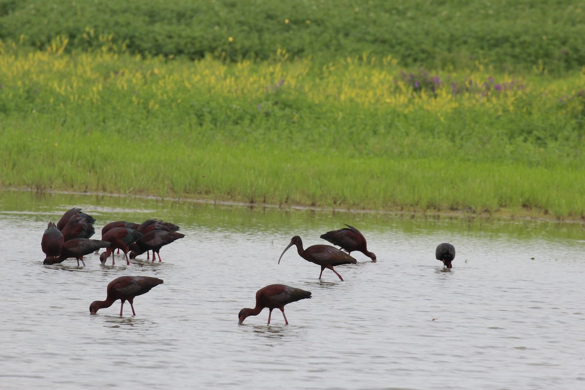 White-faced Ibis - Greg Duncan