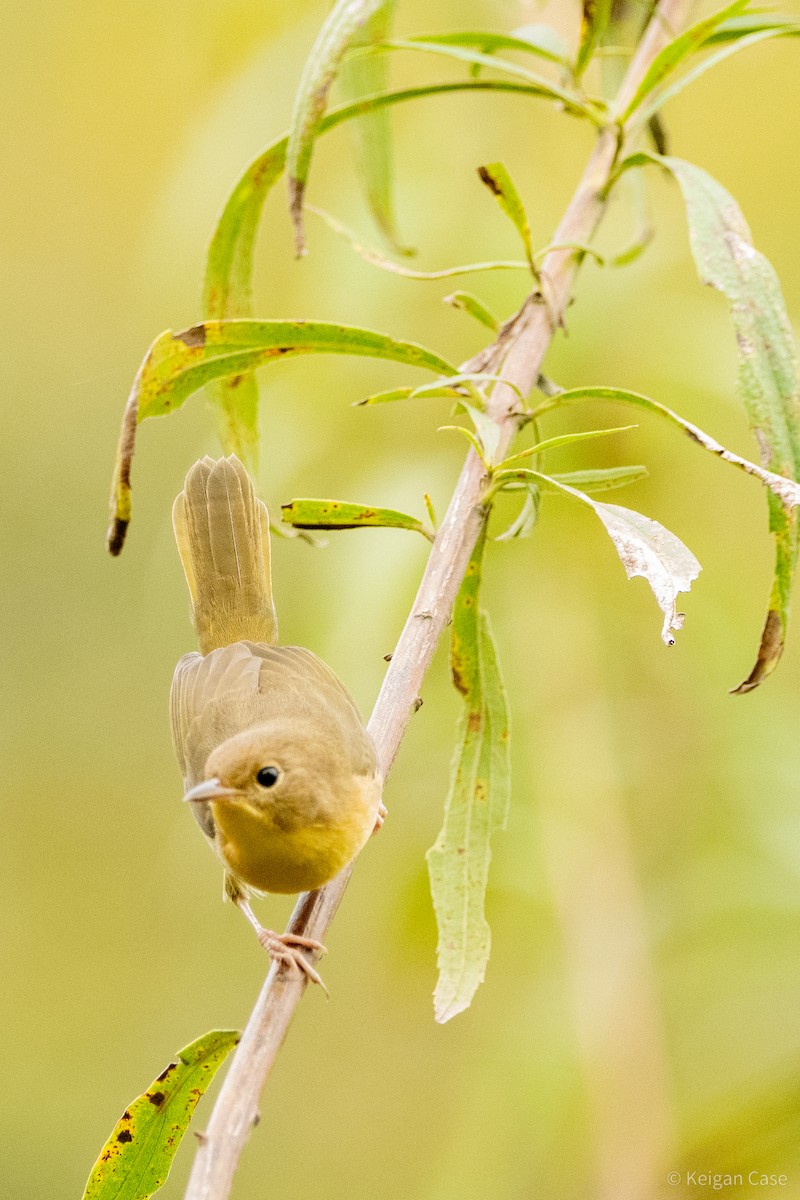 Common Yellowthroat - Keigan Case