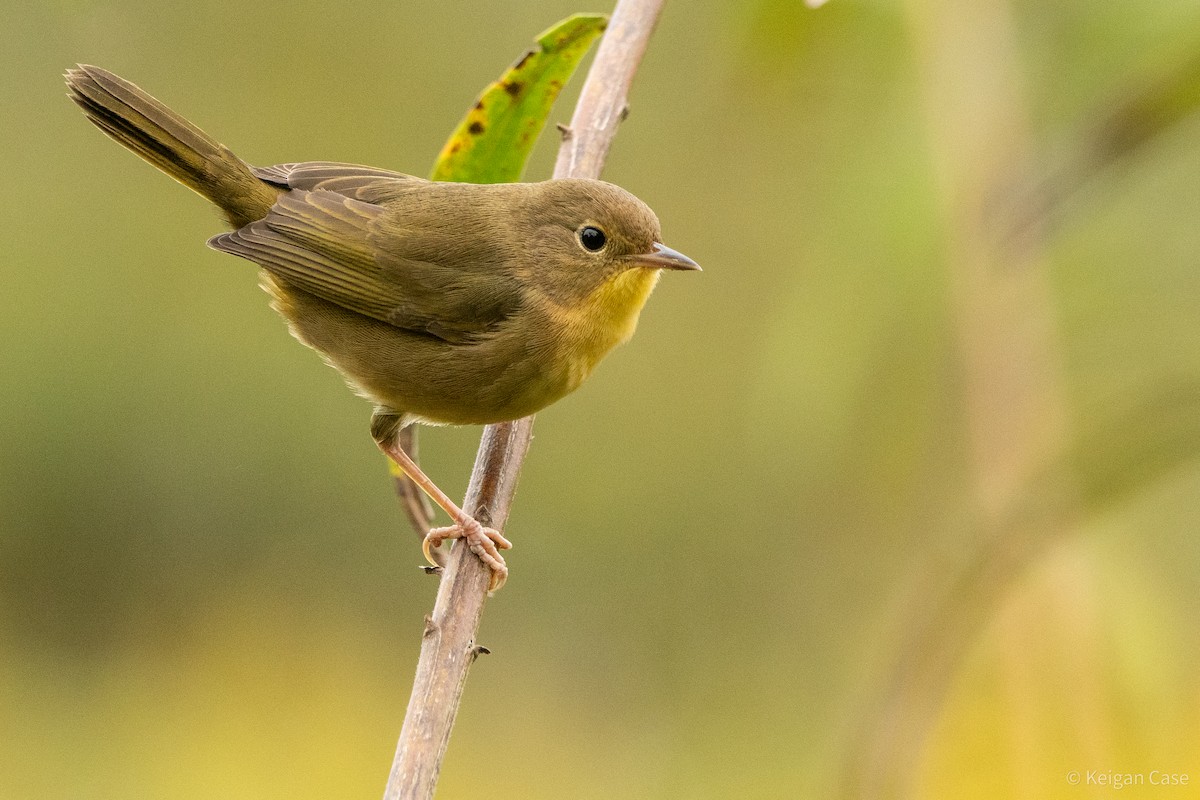 Common Yellowthroat - Keigan Case