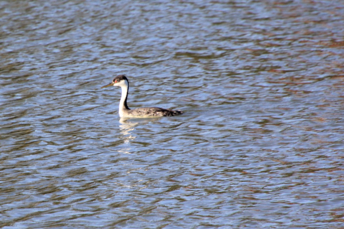 Western Grebe - Pauline Irish