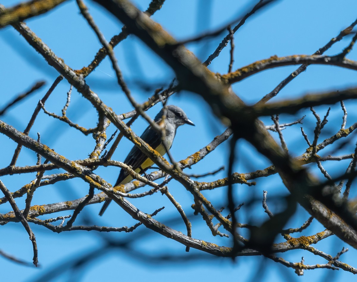 Western Kingbird - ML617957331