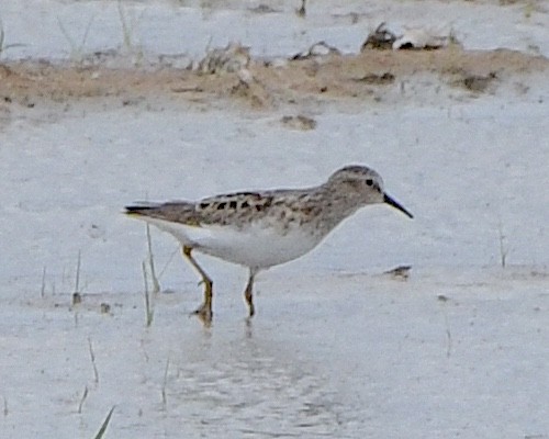 Least Sandpiper - Ted Wolff