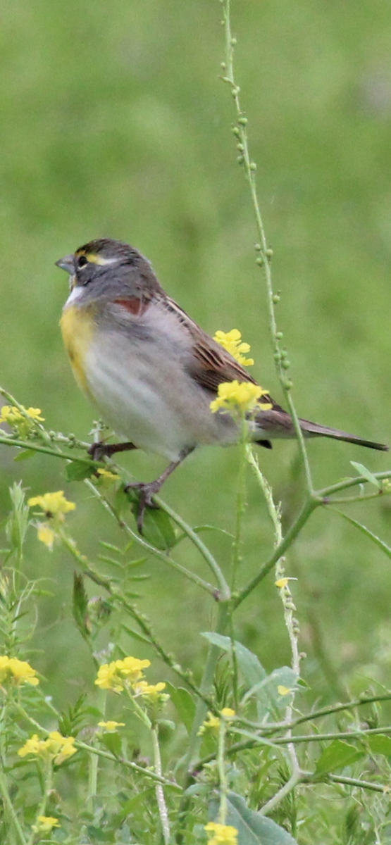 Dickcissel - Greg Duncan