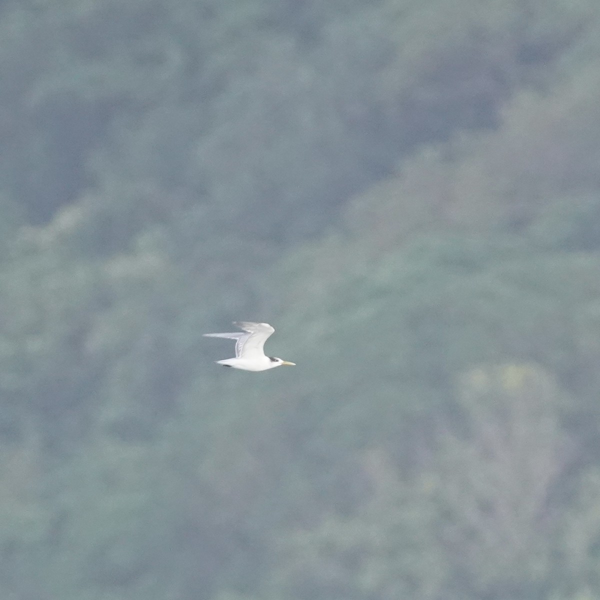 Great Crested Tern - ML617957354