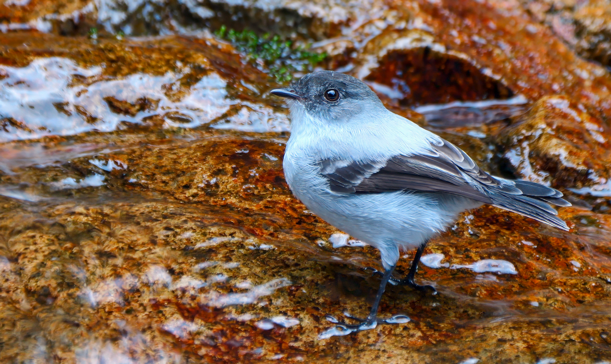 Torrent Tyrannulet - ML617957357