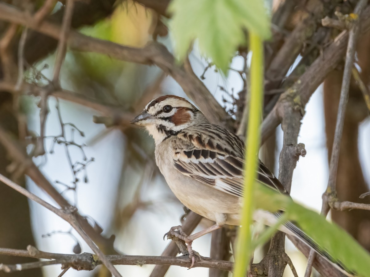 Bruant à joues marron - ML617957367