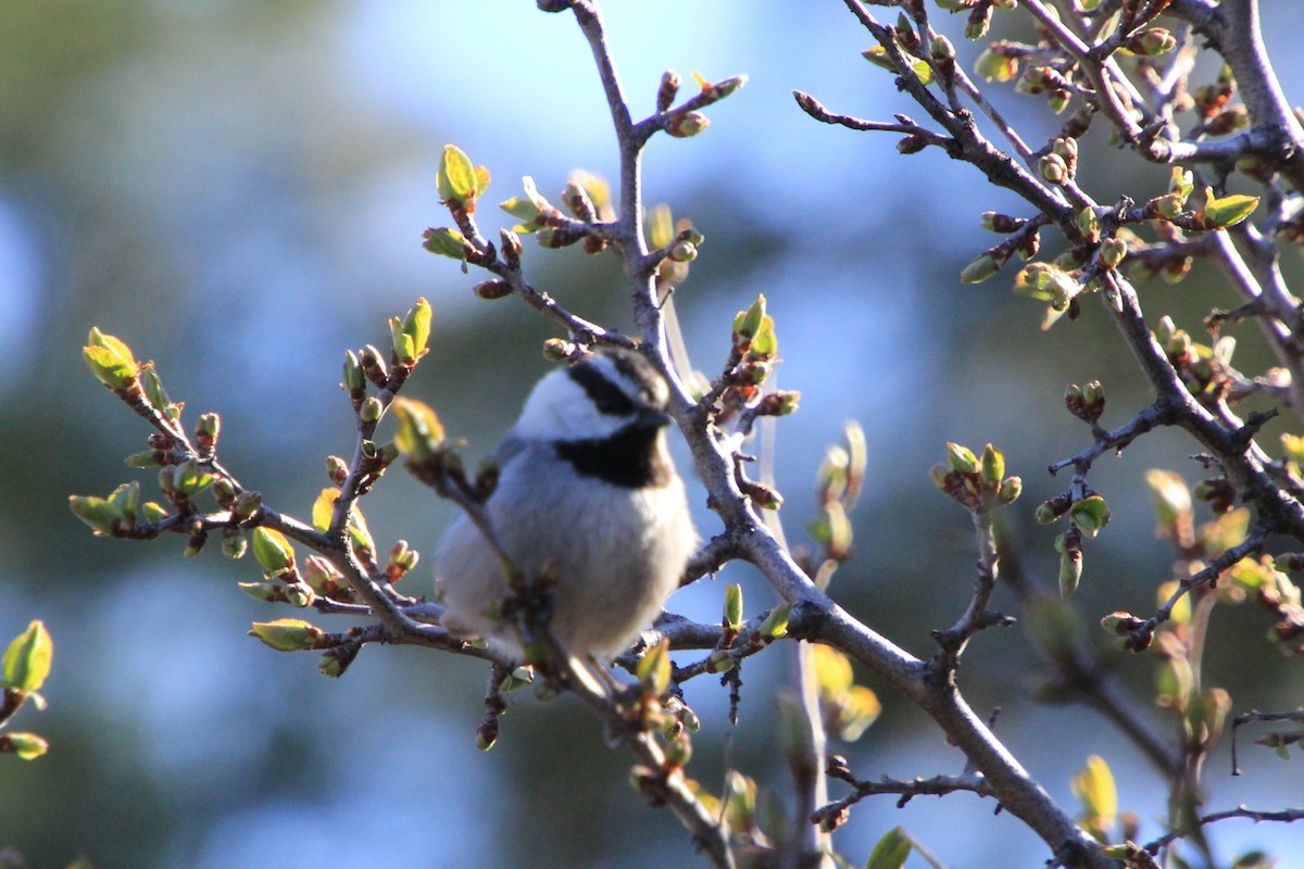 Mountain Chickadee - ML617957379