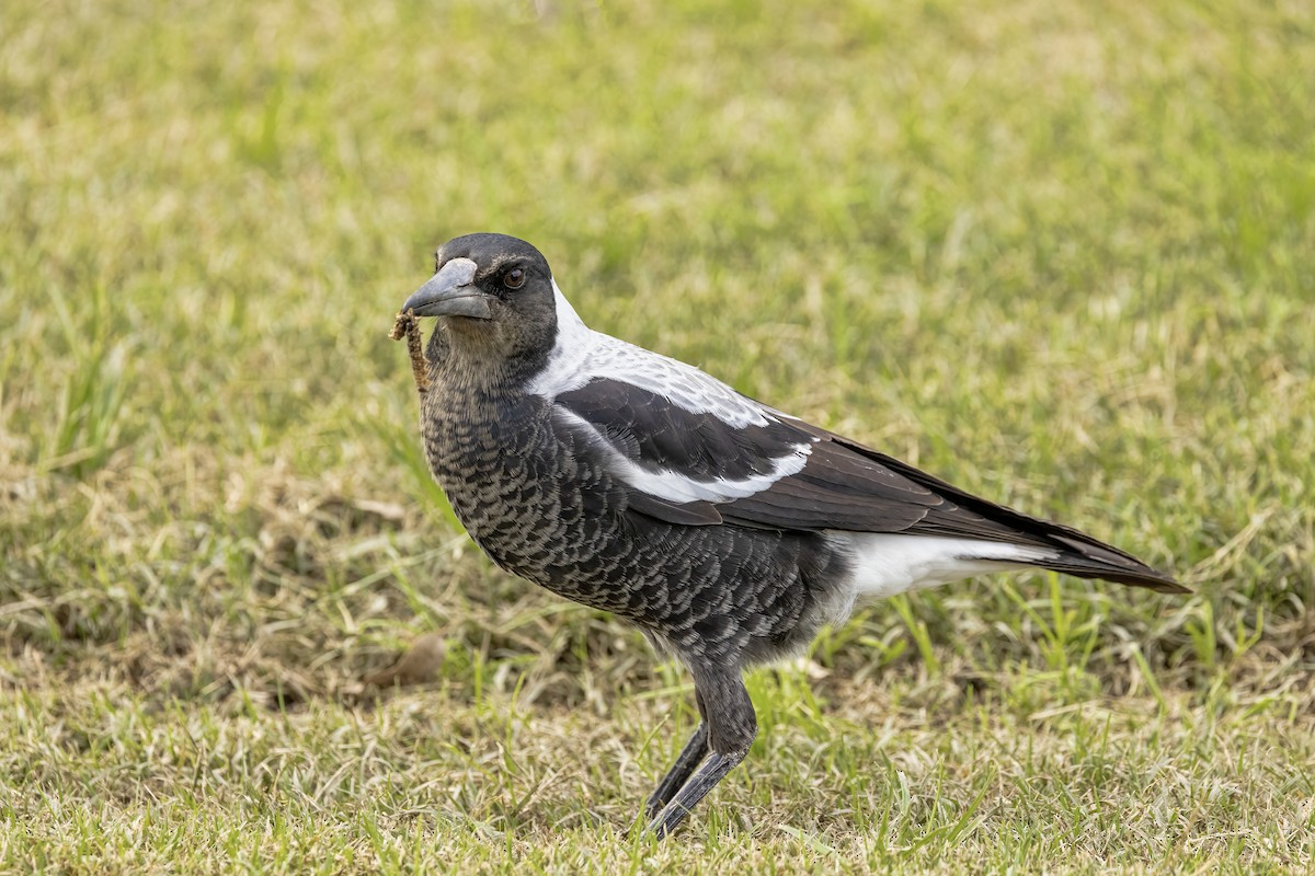 Australian Magpie (White-backed) - ML617957381